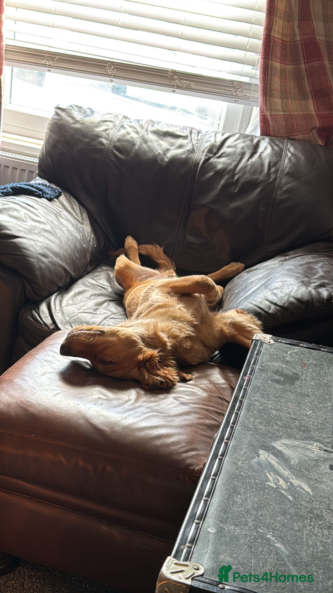 Golden Retriever dogs for sale: Meet Mylo! - Advert 2