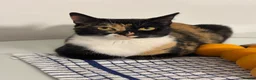 Domestic Shorthair cats for sale: Candy - female cat - Advert 5