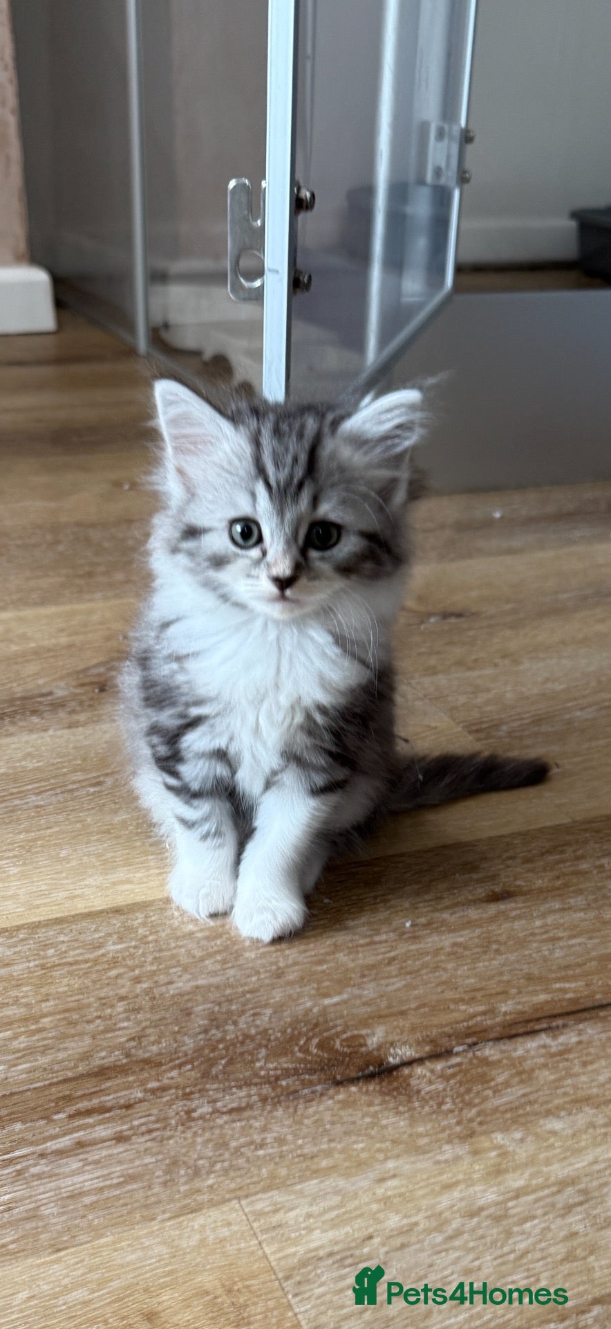 Persian cats Persian silver kittens 🩷 - Advert 2
