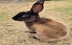 Chinchilla rabbits for sale: No more; it's finished  in Luton - Image 2