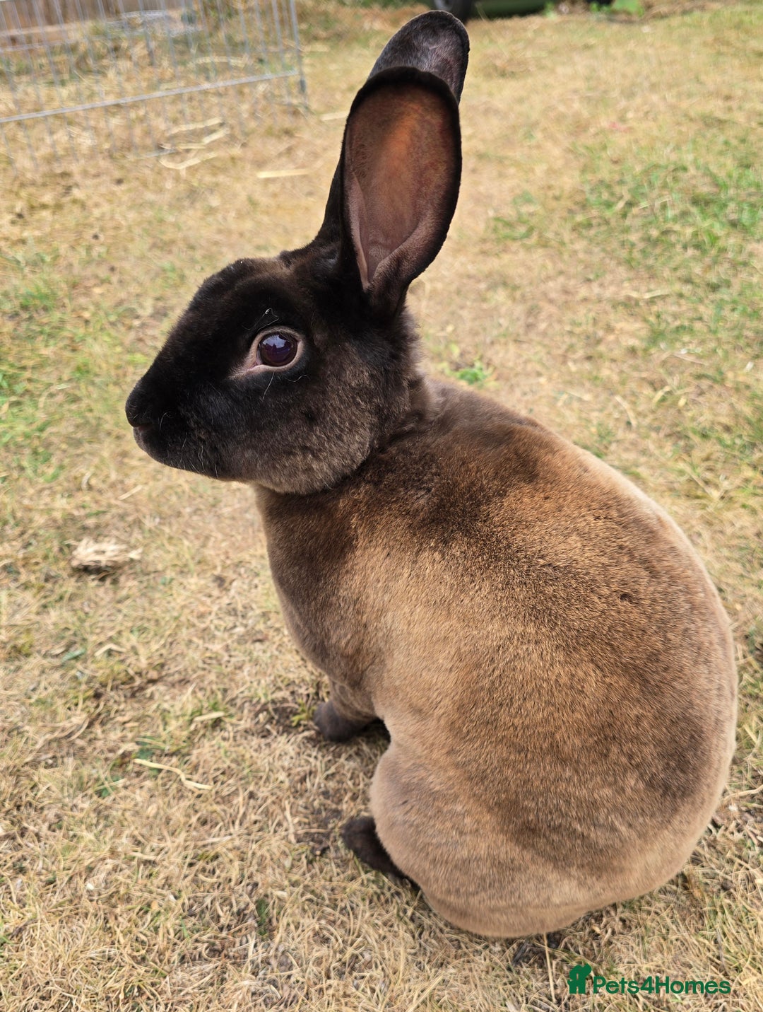 Chinchilla rabbits for sale: No more; it's finished  in Luton - Image 2