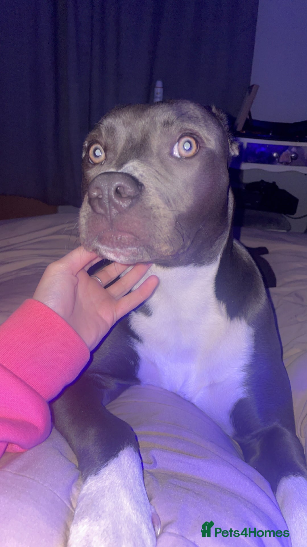 Mixed Breed dogs for sale: Female  - Advert 4