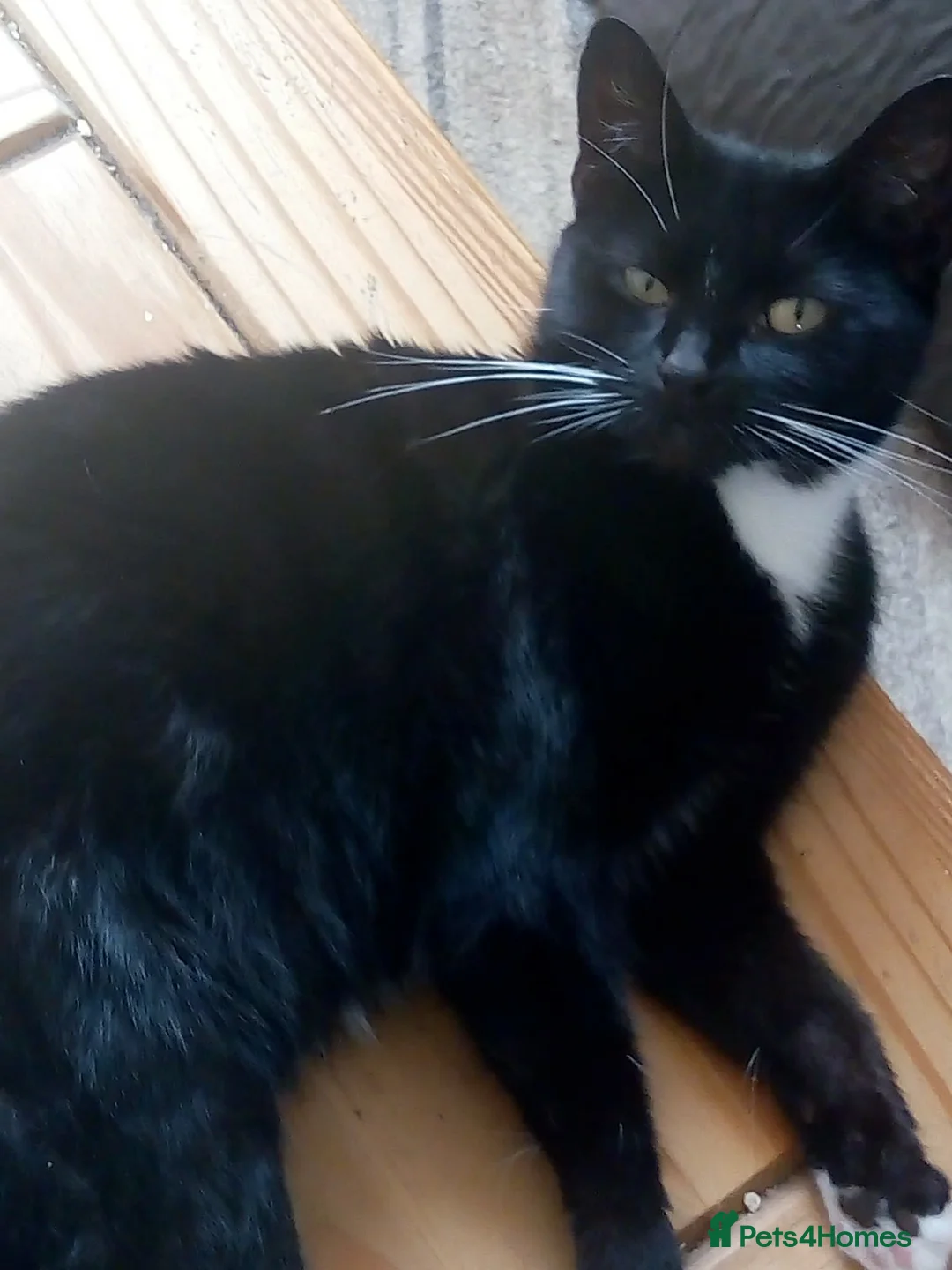 Mixed Breed cats for sale: Female cat  in Torquay - Advert 2