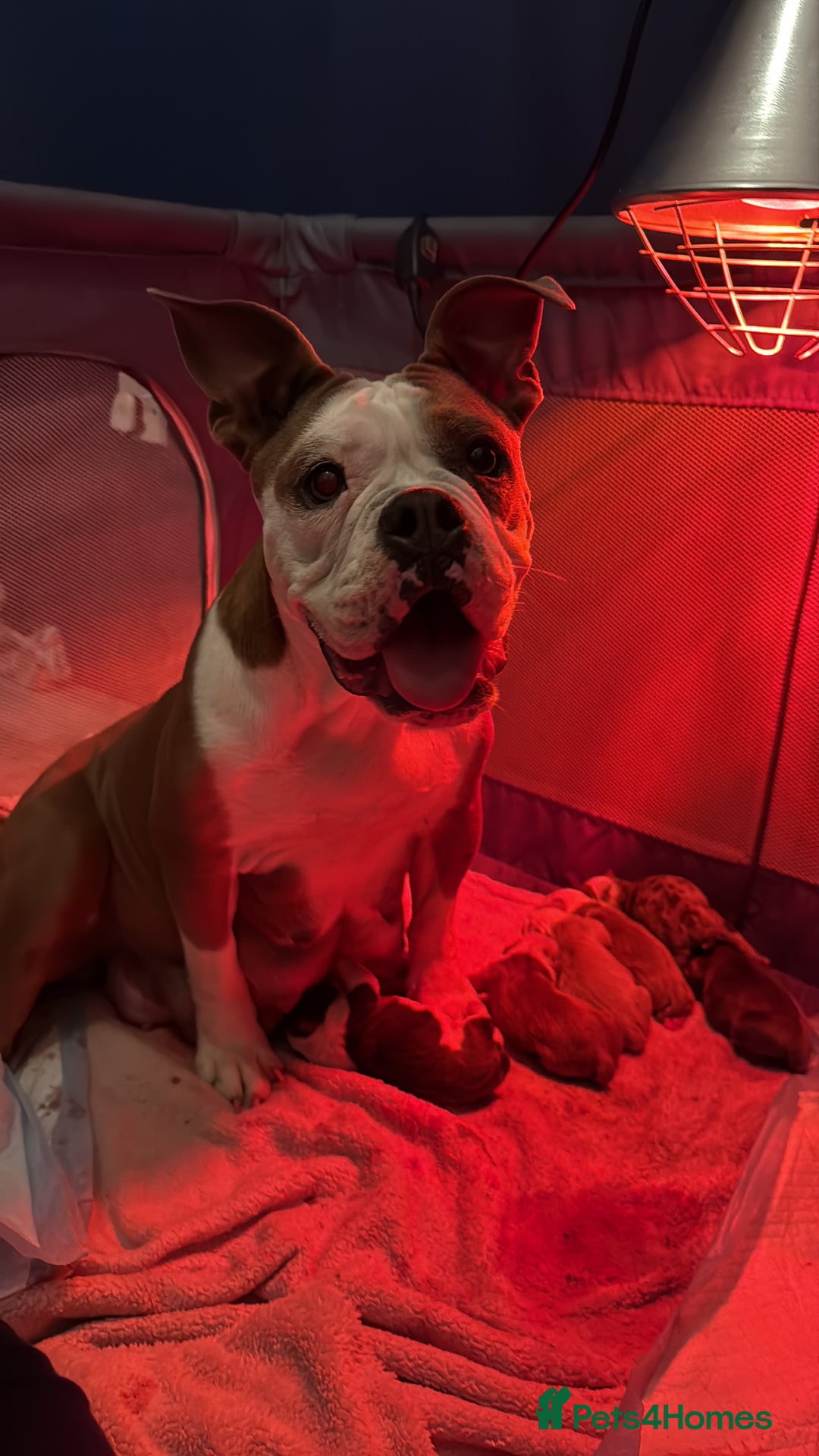 Olde English Bulldogge dogs for sale: Olde English bulldogs - Image 11