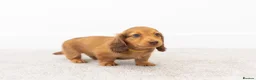 Miniature Dachshund dogs for sale: KC Longhaired Mini Dachshund puppies - Advert 10