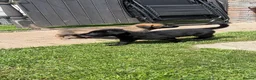 German Shepherd dogs for sale: *ONLY 1 LEFT* German Shepard puppy final reduction - Advert 12