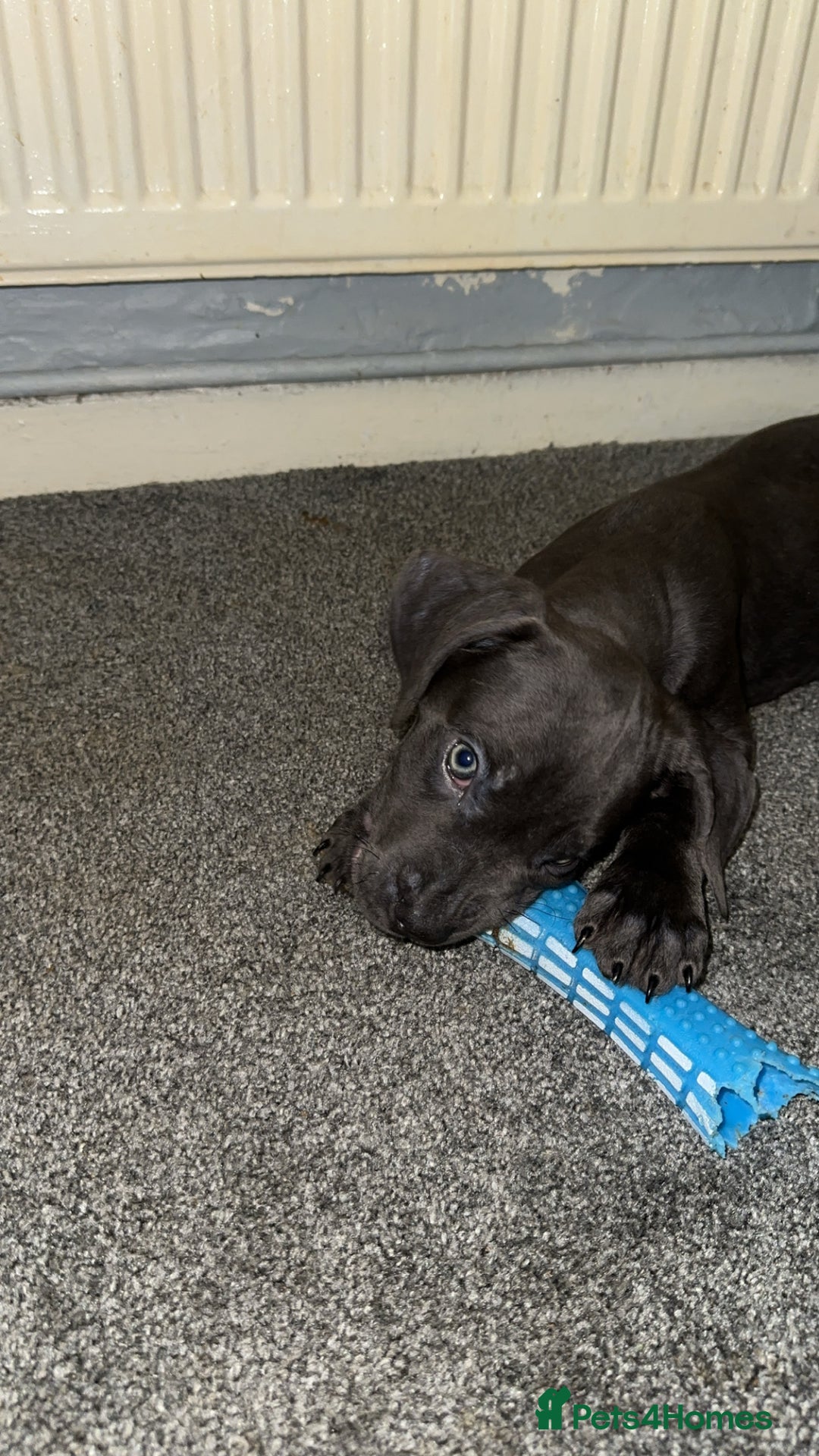 Cane Corso dogs for sale: Cane corso puppies - Advert 3