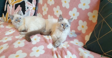 Ragdoll cats Stunning GCCF Chocolate Lynx Ragdoll Kittens. - Advert 9