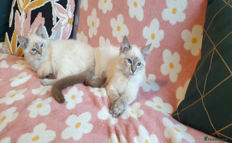 Ragdoll cats Stunning GCCF Registered Ragdoll Kittens. - Advert 3