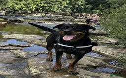 Rottweiler dogs for sale: Female Rottweiler  - Image 12