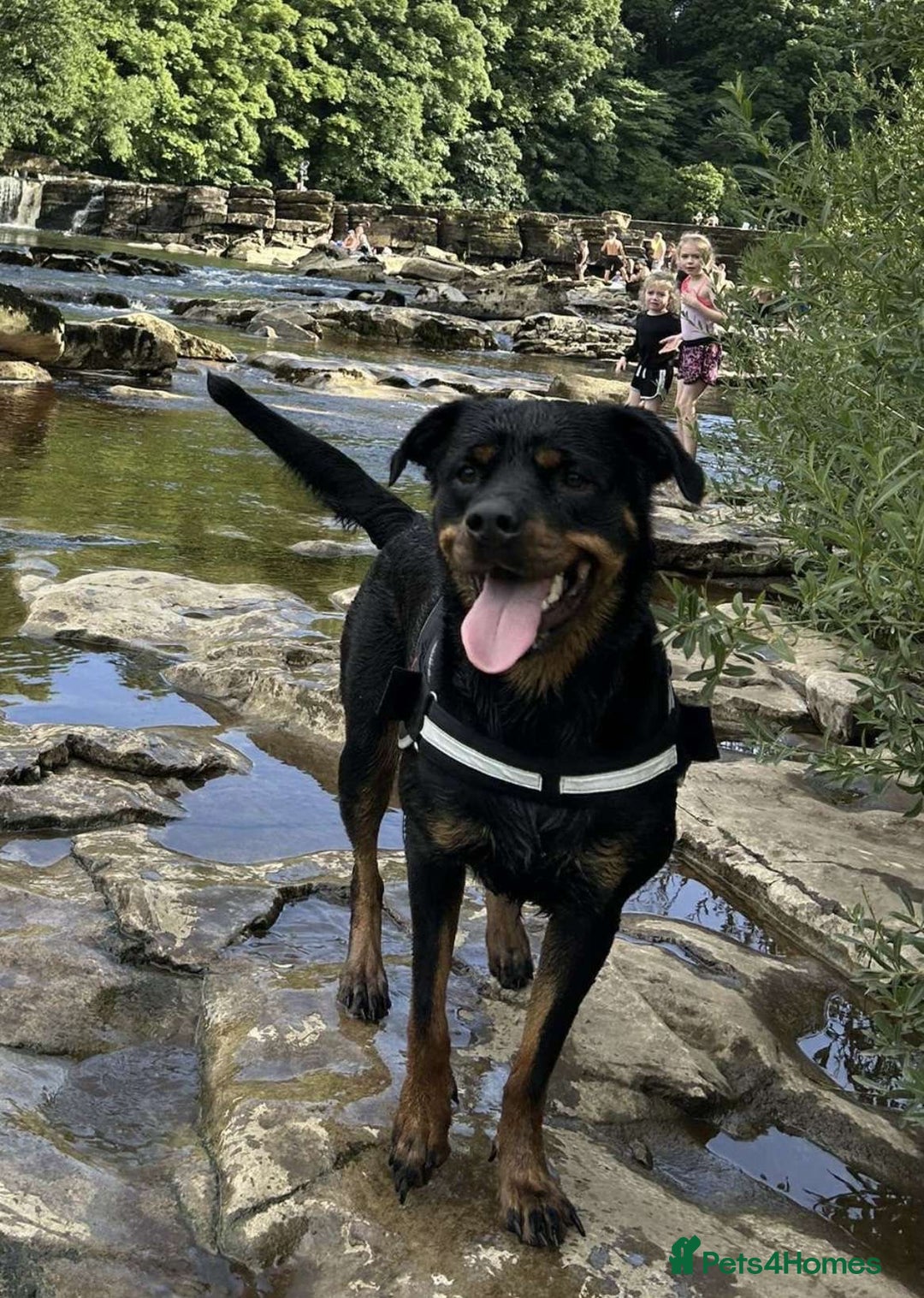 Rottweiler dogs for sale: Female Rottweiler  - Image 12