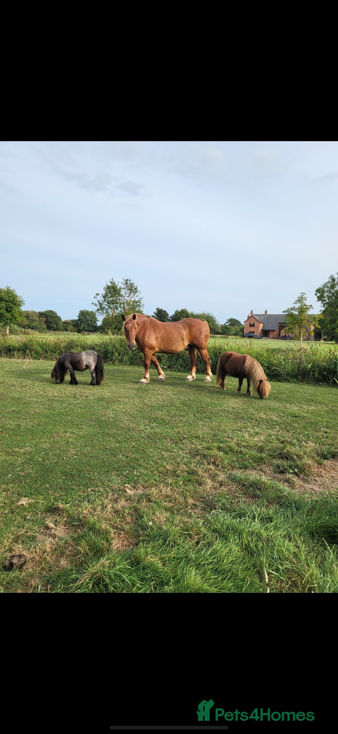 Miniature horses Miniature shetland ponies - Advert 5