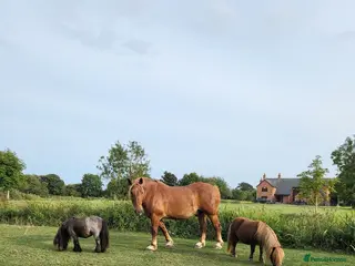 Miniature horses Miniature shetland ponies - Advert 8