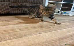 Domestic Shorthair cats for sale: Gorgeous tabby kitten  - Image 11