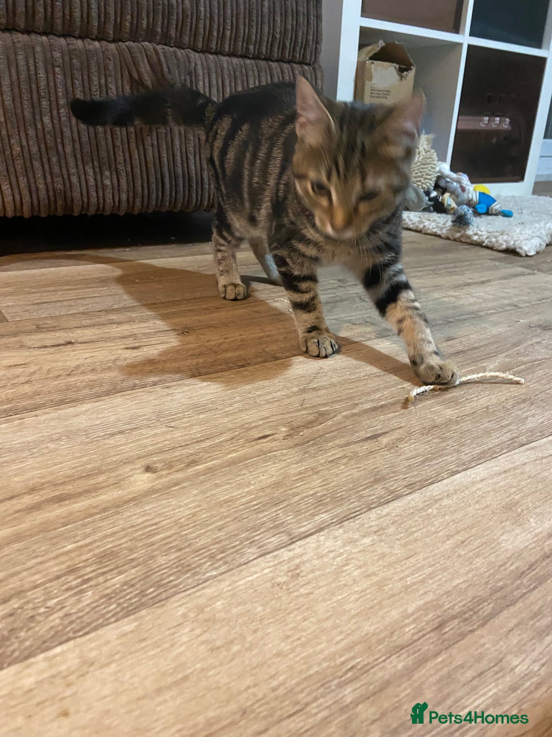 Domestic Shorthair cats for sale: Gorgeous tabby kitten  - Image 11
