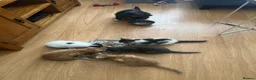 Mixed Breed cats for sale: 5 beautiful kittens ready for new home - Advert 2