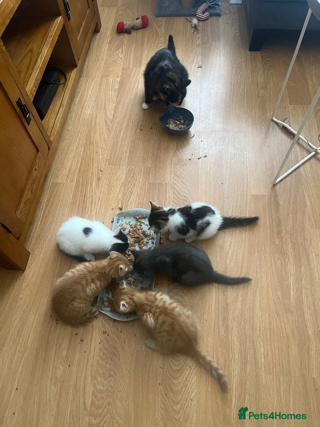 Mixed Breed cats for sale: 5 beautiful kittens ready for new home - Advert 2
