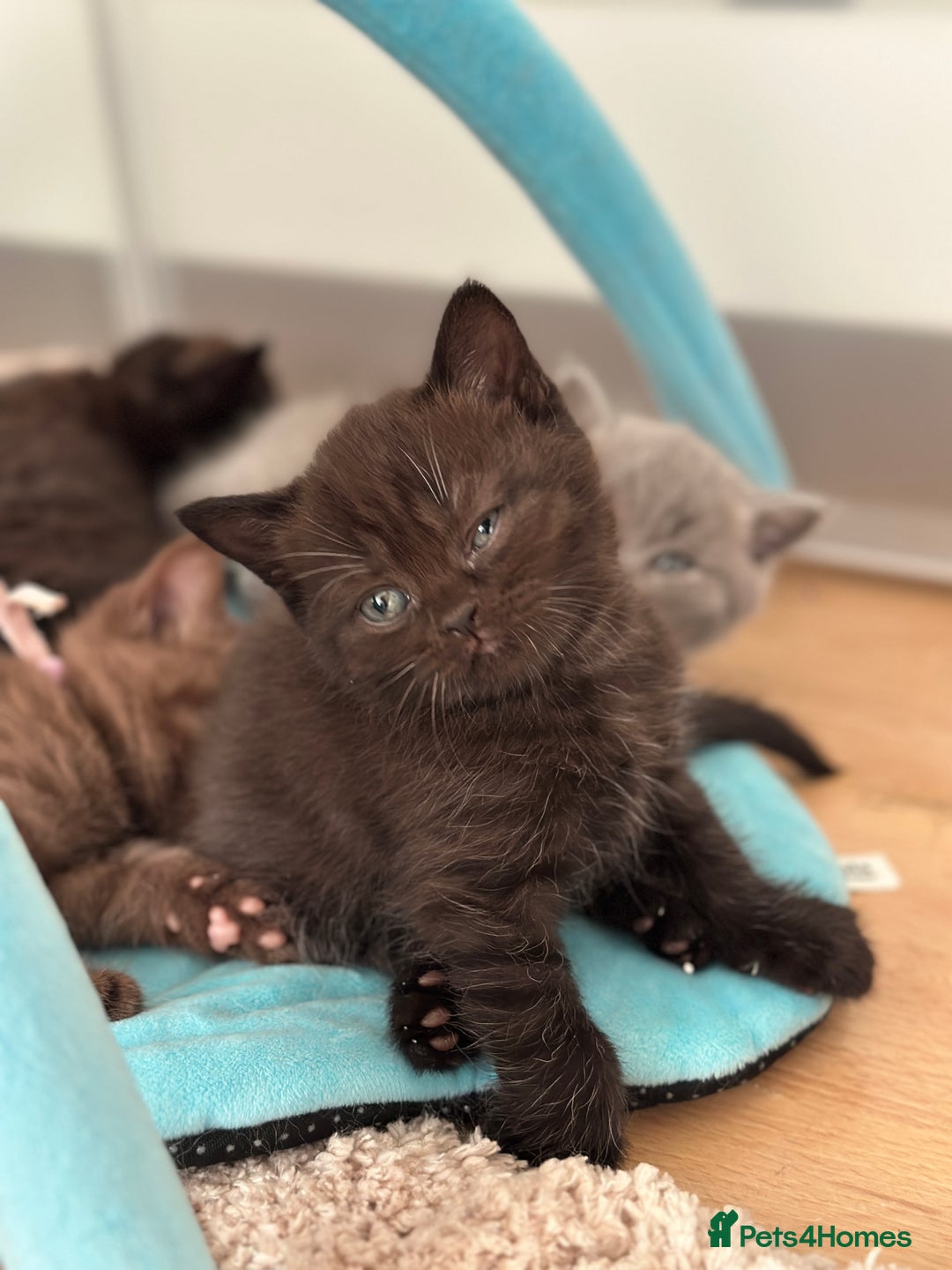 British Shorthair cats for sale: British shorthair blue kitten - Image 10