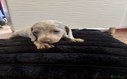 Miniature Dachshund dogs for sale: Stunning miniature dachshunds in Kidderminster - Image 18