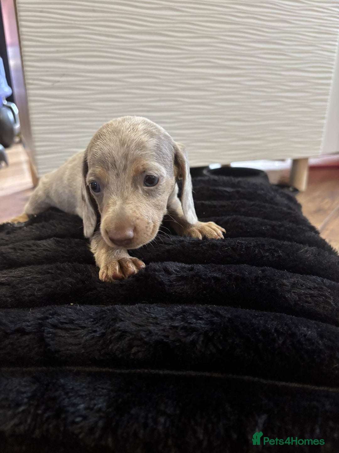 Miniature Dachshund dogs for sale: Stunning miniature dachshunds in Kidderminster - Image 18