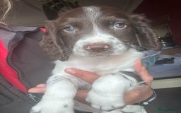 English Springer Spaniel dogs for sale: Stunning DNA Clear KC Springer Spaniel Puppies  - Image 19