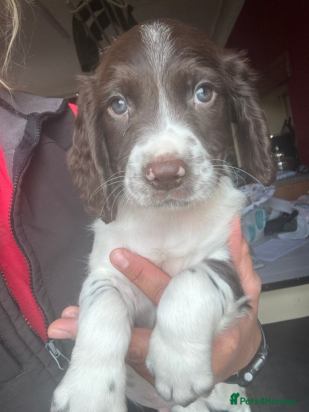 English Springer Spaniel dogs for sale: Stunning DNA Clear KC Springer Spaniel Puppies  - Image 19