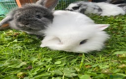 Mixed Breed rabbits for sale: Baby rabbits male and females - Image 5