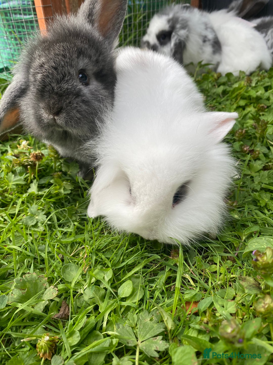 Mixed Breed rabbits for sale: Baby rabbits male and females - Image 5