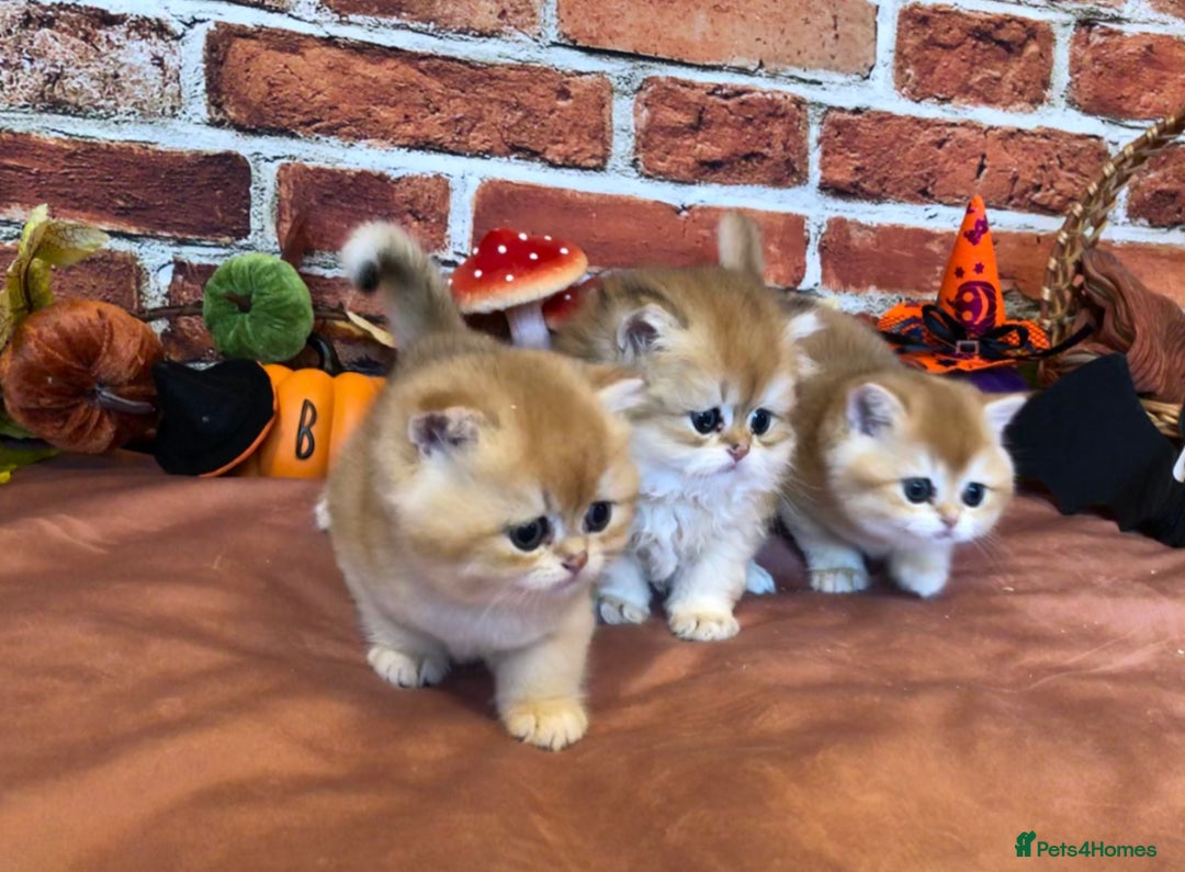 British Shorthair cats for sale: Show Quality Kittens - Image 1