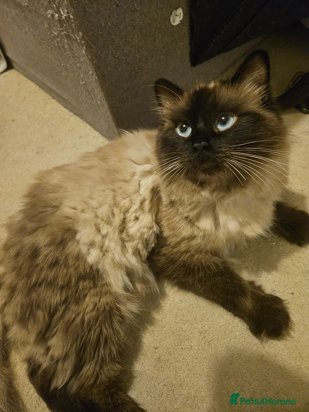 Ragdoll cats for sale: Beautiful Male/female ragdoll kittens - Advert 8