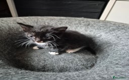 Domestic Shorthair cats for sale: Beautiful babies  - Image 7