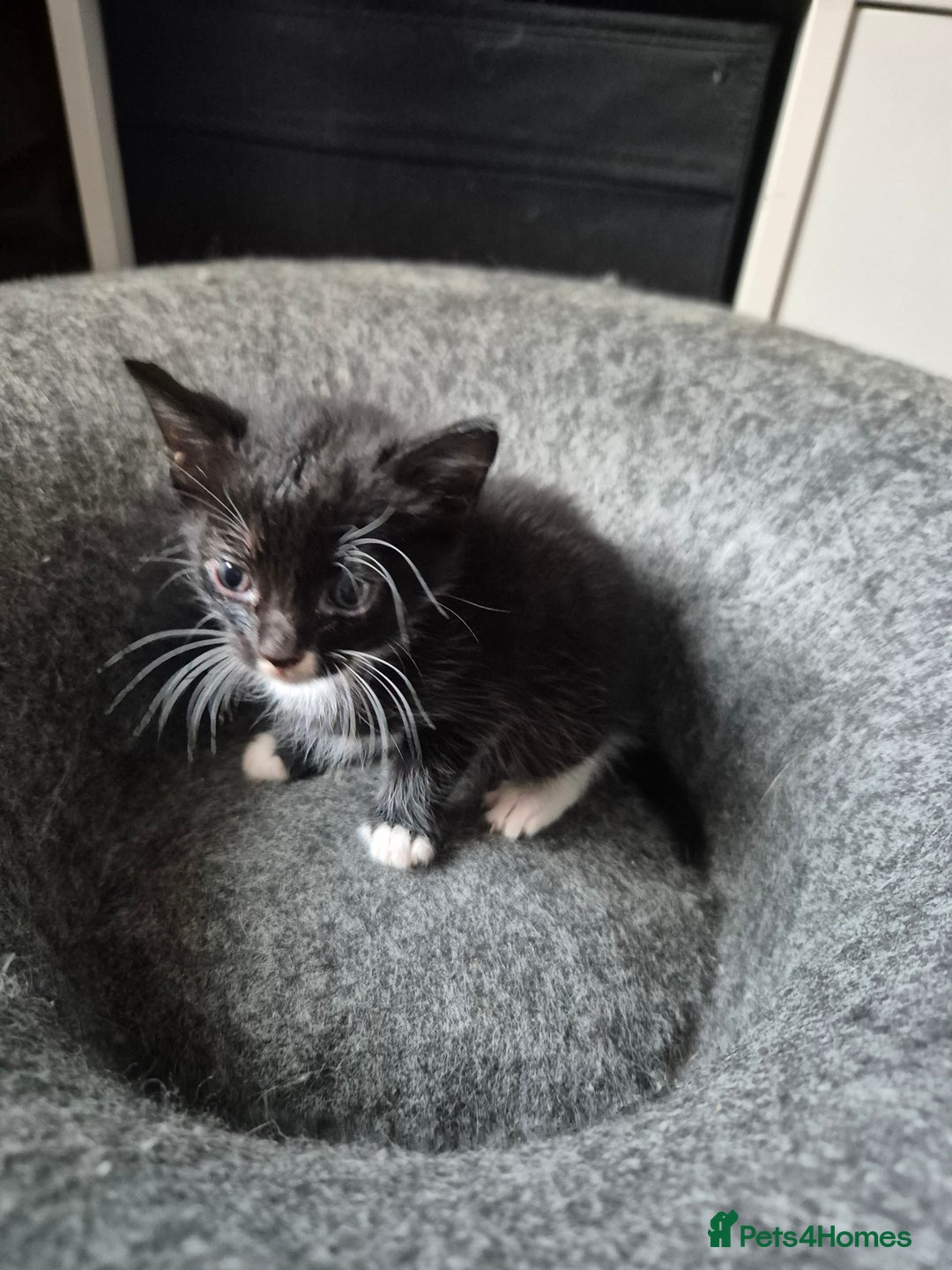 Domestic Shorthair cats for sale: Beautiful babies  - Image 7