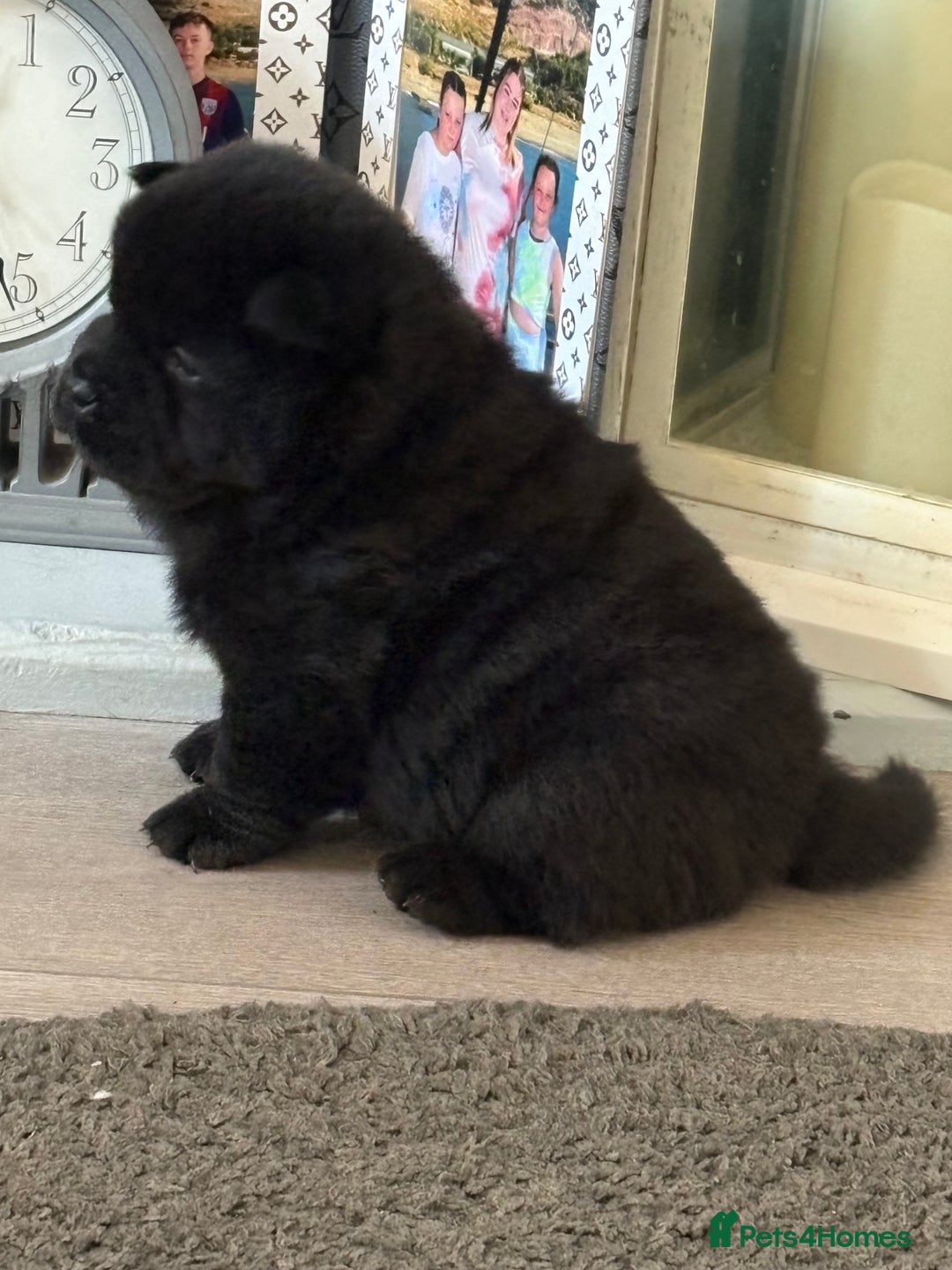 Chow Chow dogs for sale: Quality chow chow pups - Image 22