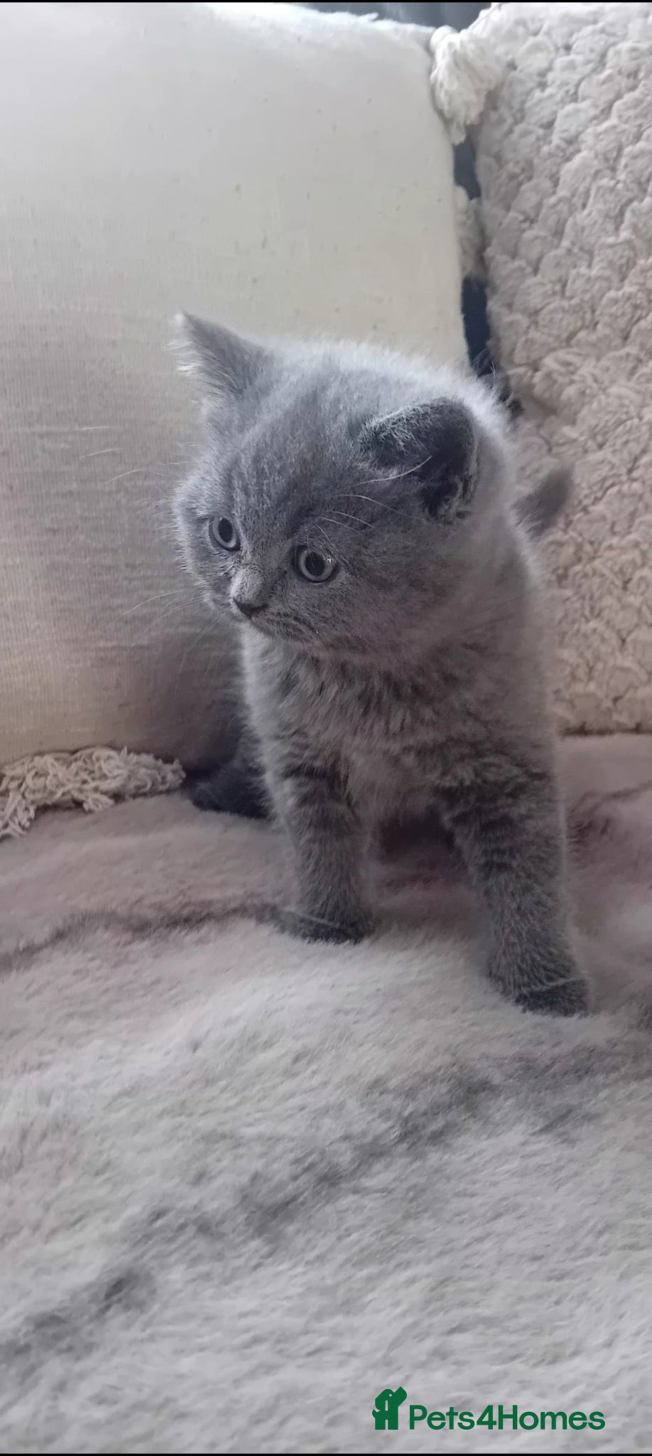 British Shorthair cats for sale: Gorgeous British Blue Shorthair Kittens - Advert 5