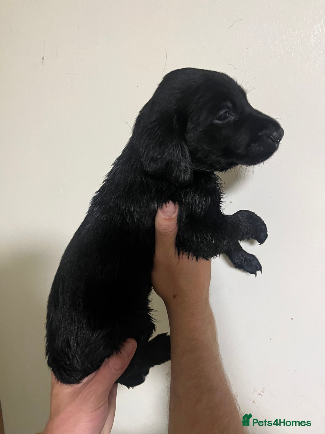 Labrador Retriever dogs for sale: 7 Labrador Puppies - Image 5