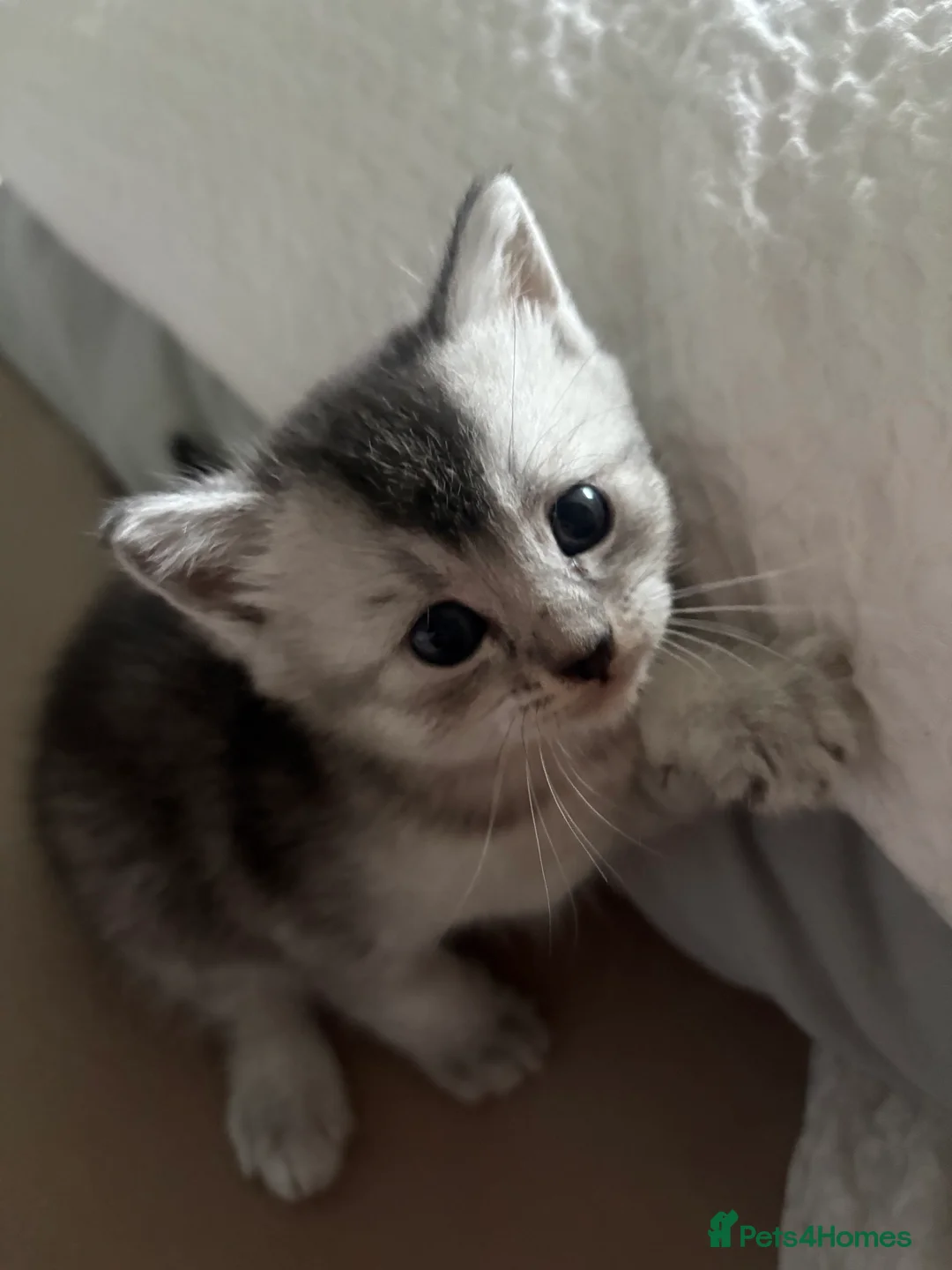 Mixed Breed cats for sale: 4 adorable grey and white kittens  - Advert 12