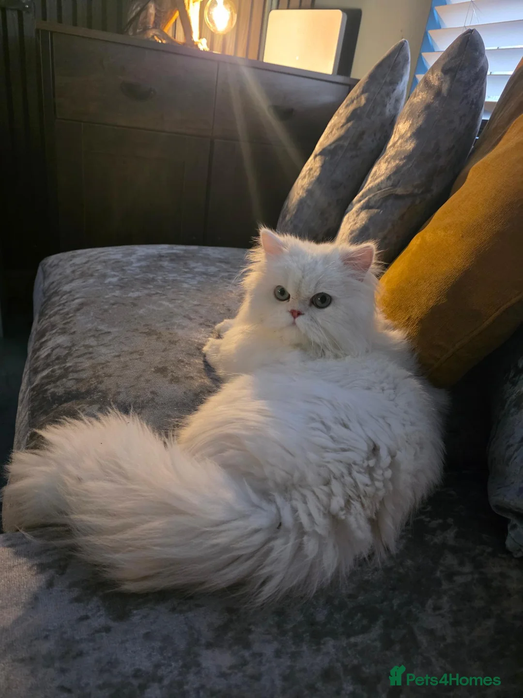 Persian cats for sale: Gorgeous 1-Year-Old Male chinchilla Persian  - Advert 2