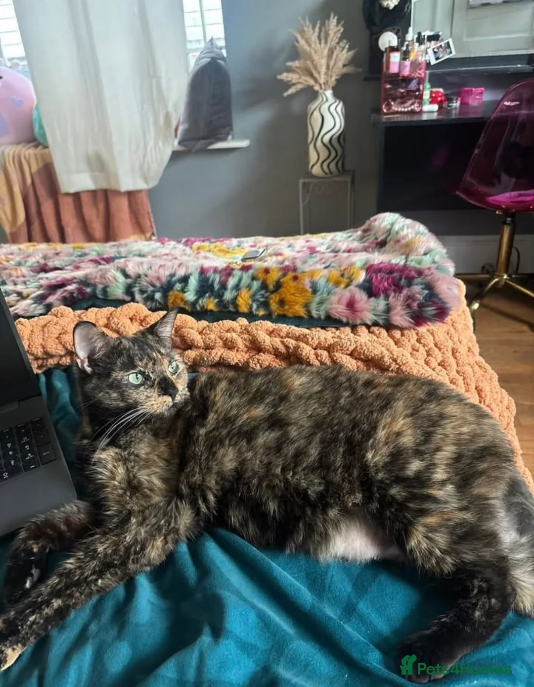 Mixed Breed cats for sale: x4 Mixed breed kittens - Ready to leave! - Advert 11