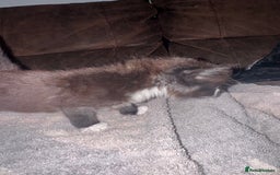 Mixed Breed cats for sale: 5 beautiful kittens mother part ragdoll - Image 11
