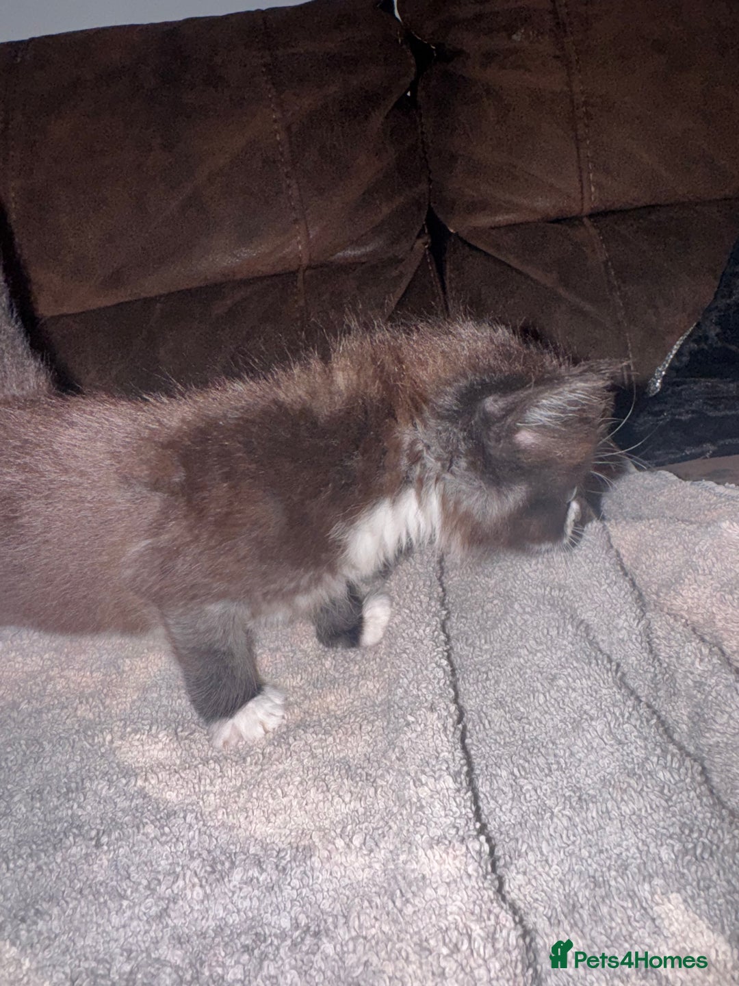 Mixed Breed cats for sale: 5 beautiful kittens mother part ragdoll - Image 11