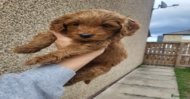 Cockapoo dogs - Advert 1