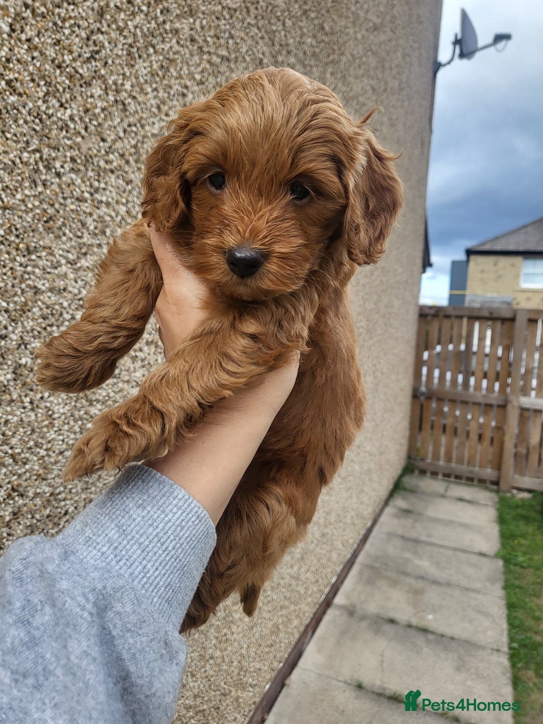 Cockapoo dogs for sale: F1B Cockapoo puppy's x1 girl remaining. - Image 3