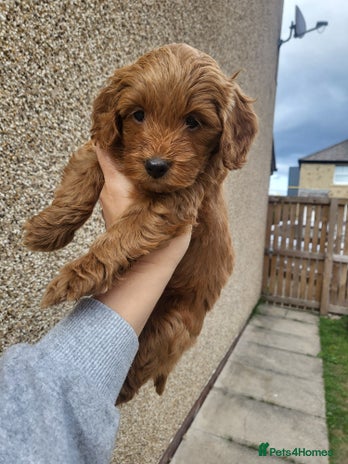 Cockapoo dogs - Advert 1