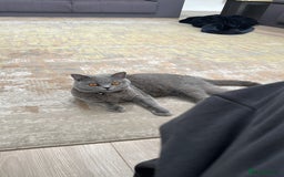 British Shorthair cats for sale: Blue/lilac British shorthair female cat  - Image 2