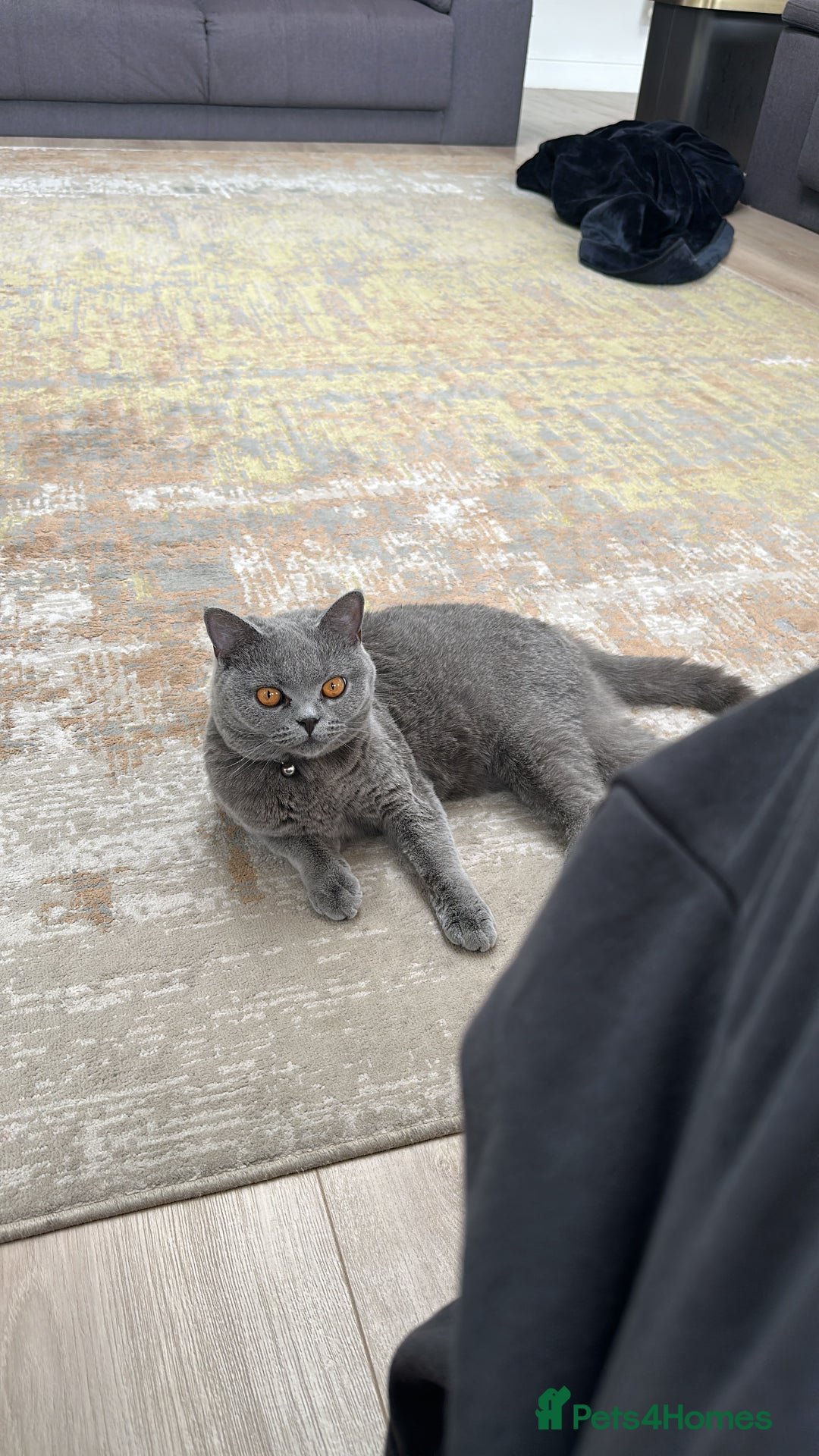 British Shorthair cats for sale: Blue/lilac British shorthair female cat  - Image 2