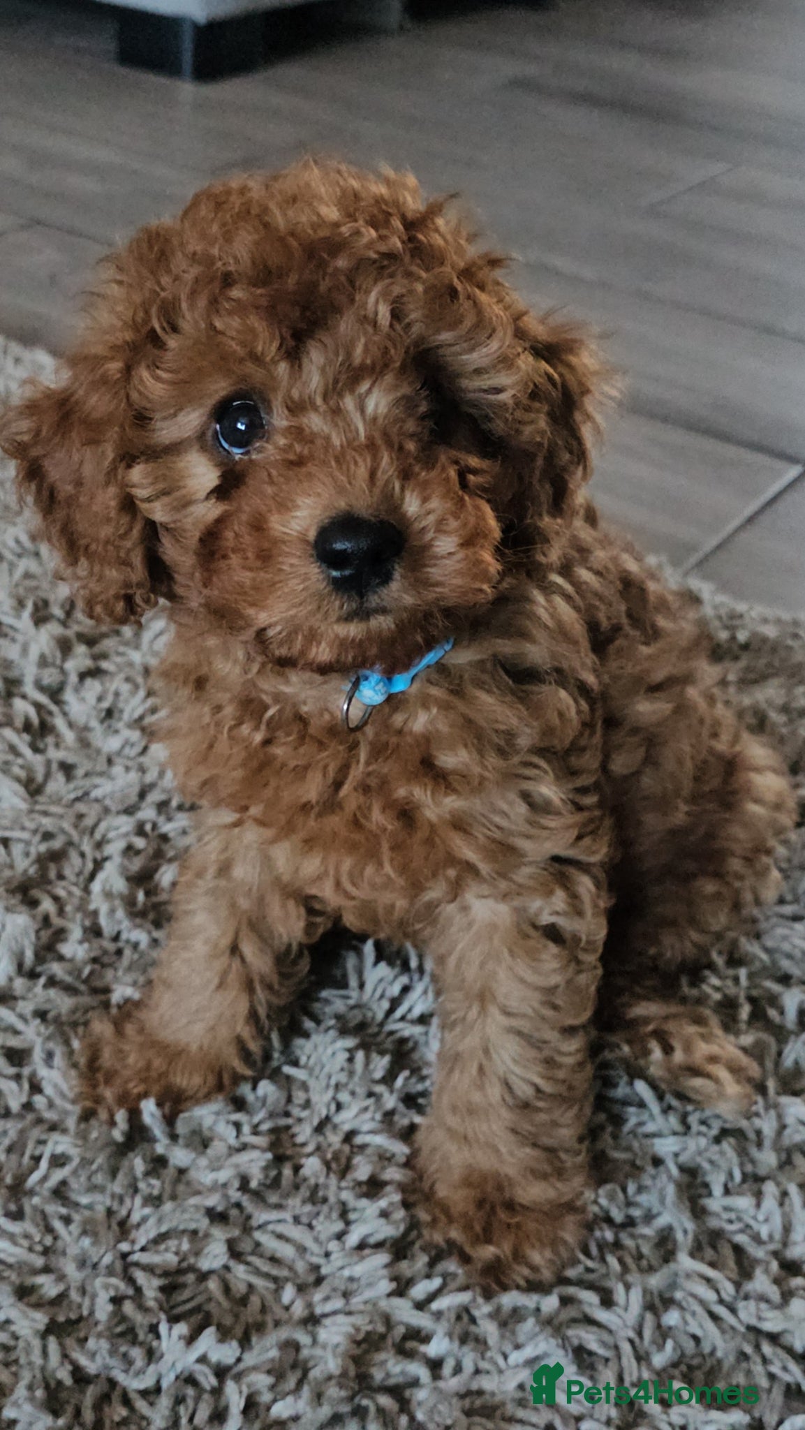 Cavapoo dogs F1b Cavapoo puppies!  - Advert 2