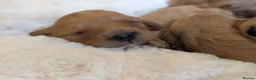 Cavapoo dogs for sale: 🌟 F1 Cavapoo Puppies –  Health Tested Parents in Wisbech - Advert 12