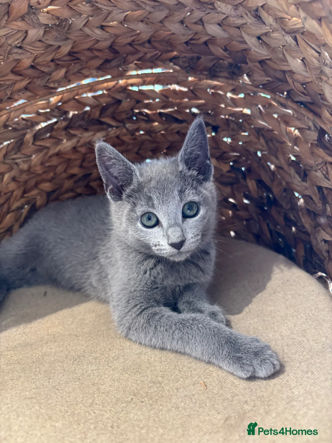 Russian Blue cats for sale: Tica registered kittens - Advert 1