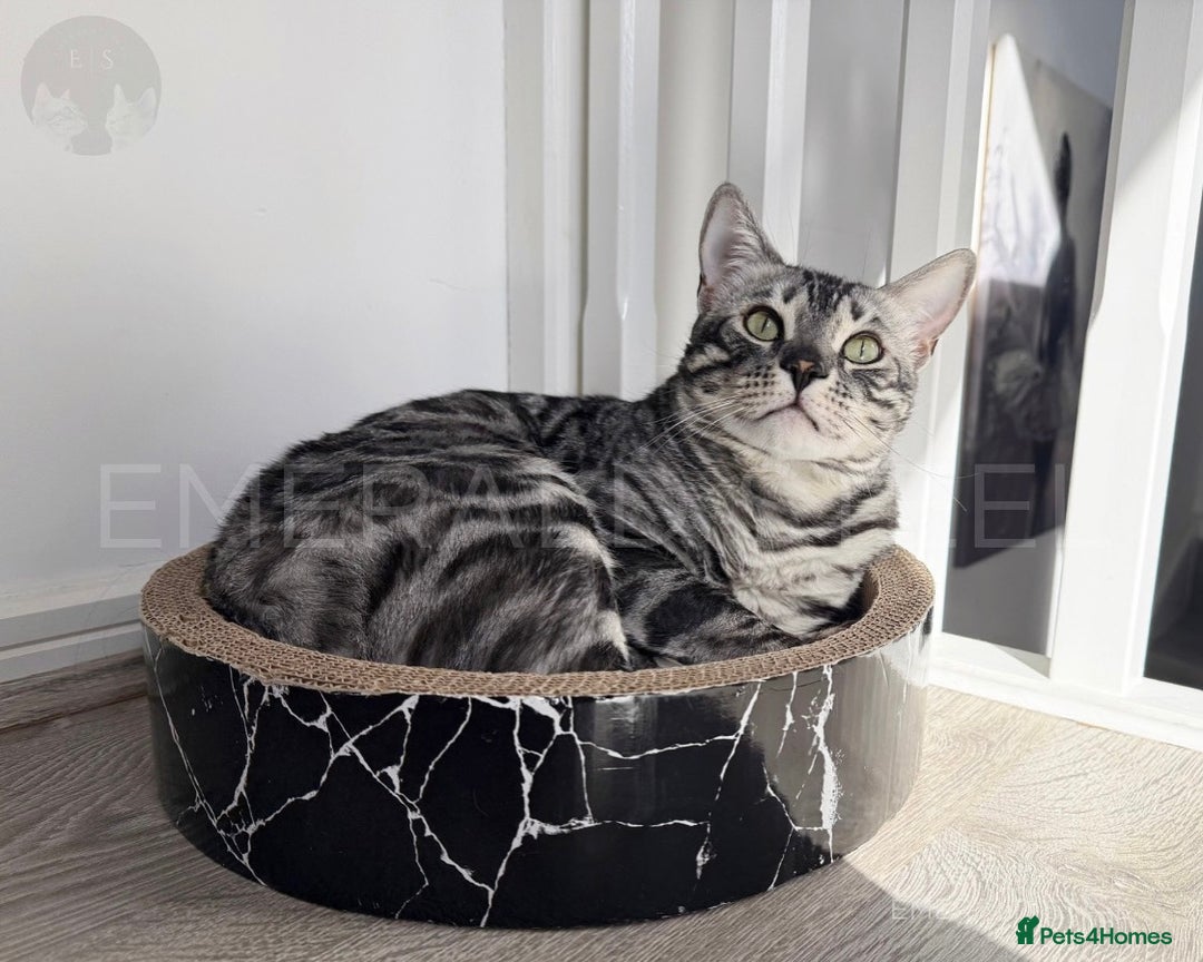 Bengal cats for sale: TICA Registered Silver Bengal - Advert 14