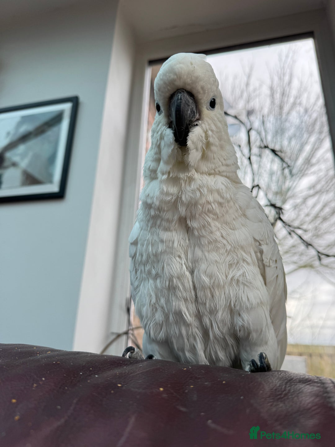 Cockatoo birds for sale: Sulphur Crested Cockatoo - Advert 3